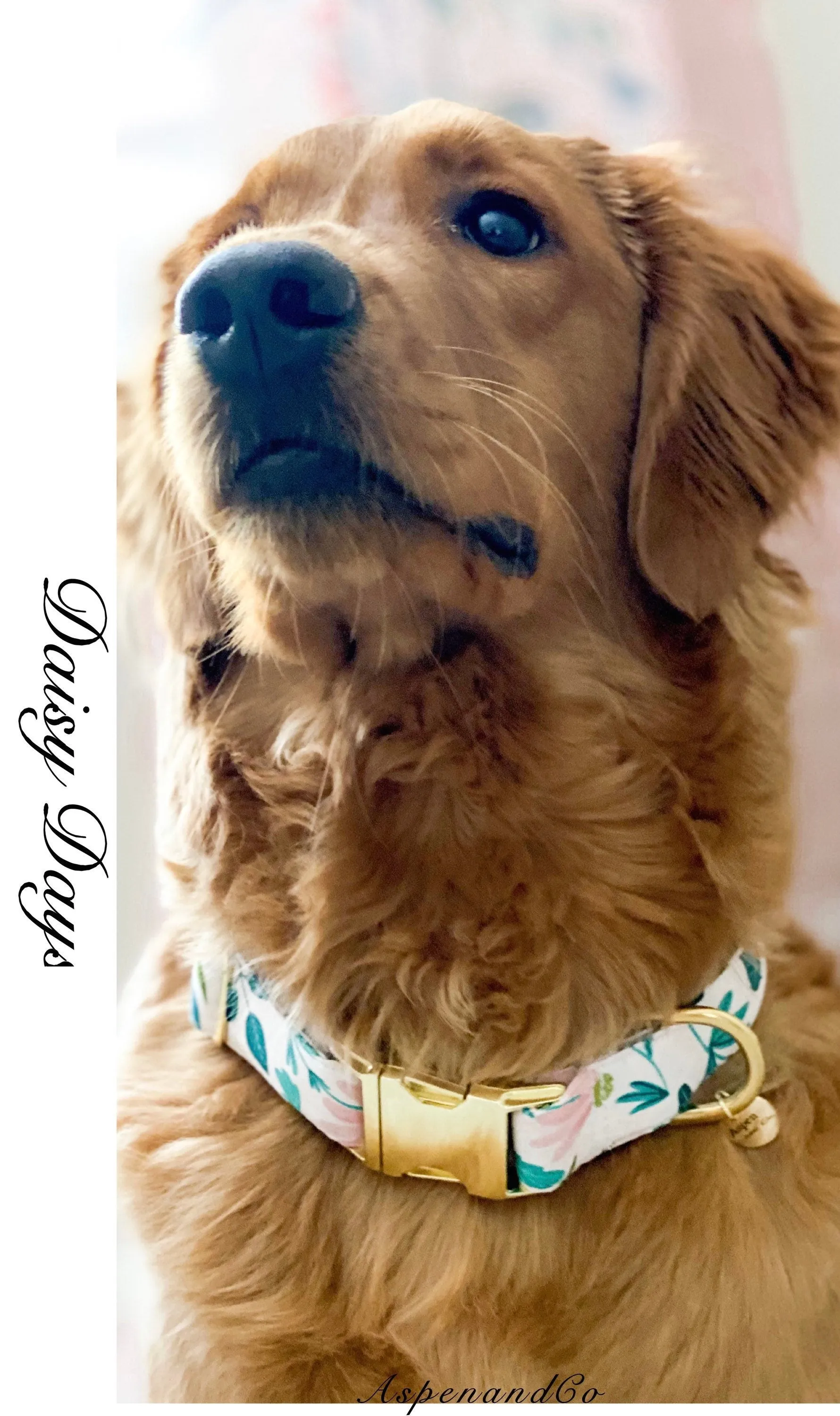 Dog Collar- Daisy Days Collar