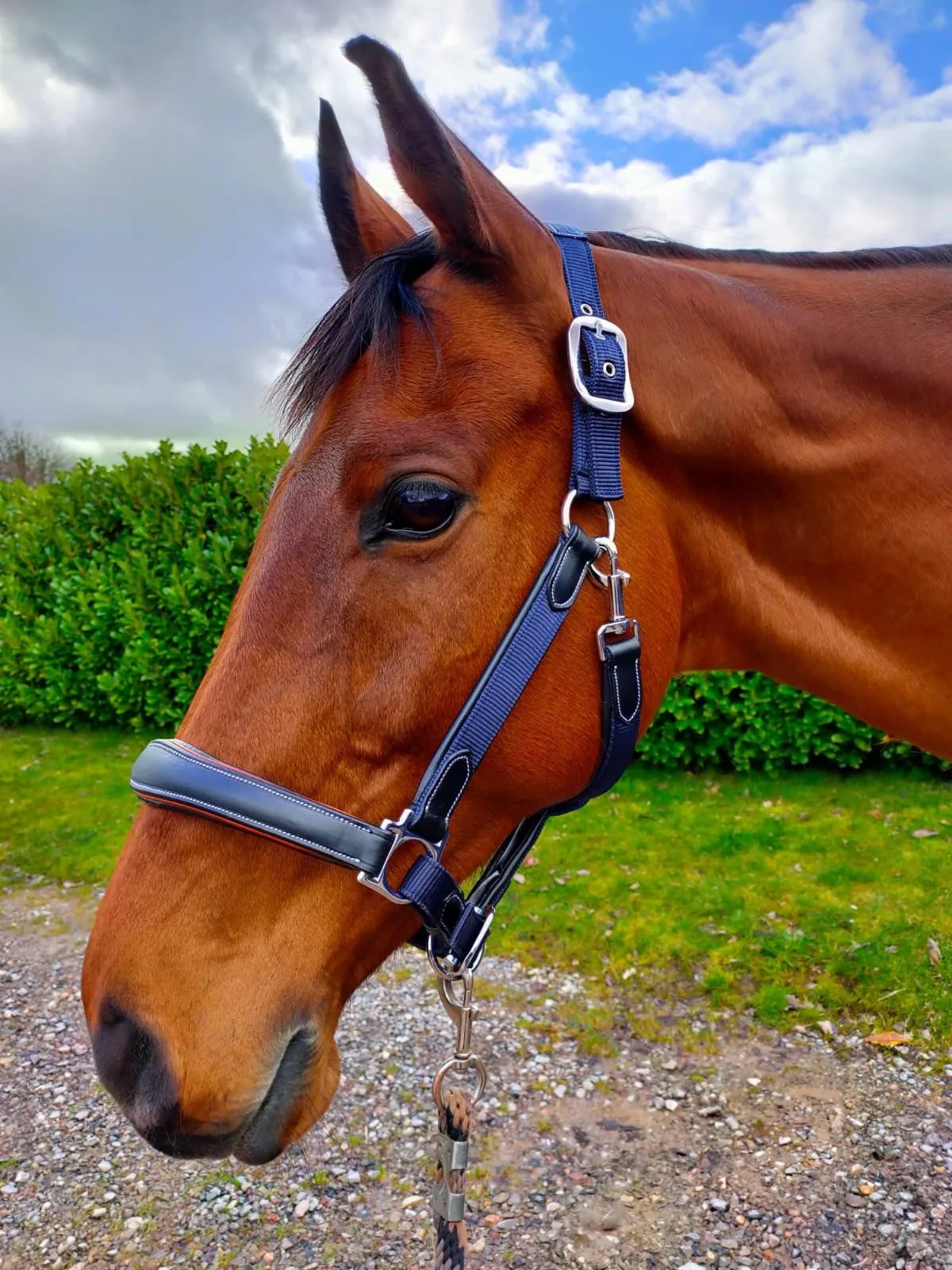 KM Elite Black Leather & Navy Webbing Headcollar