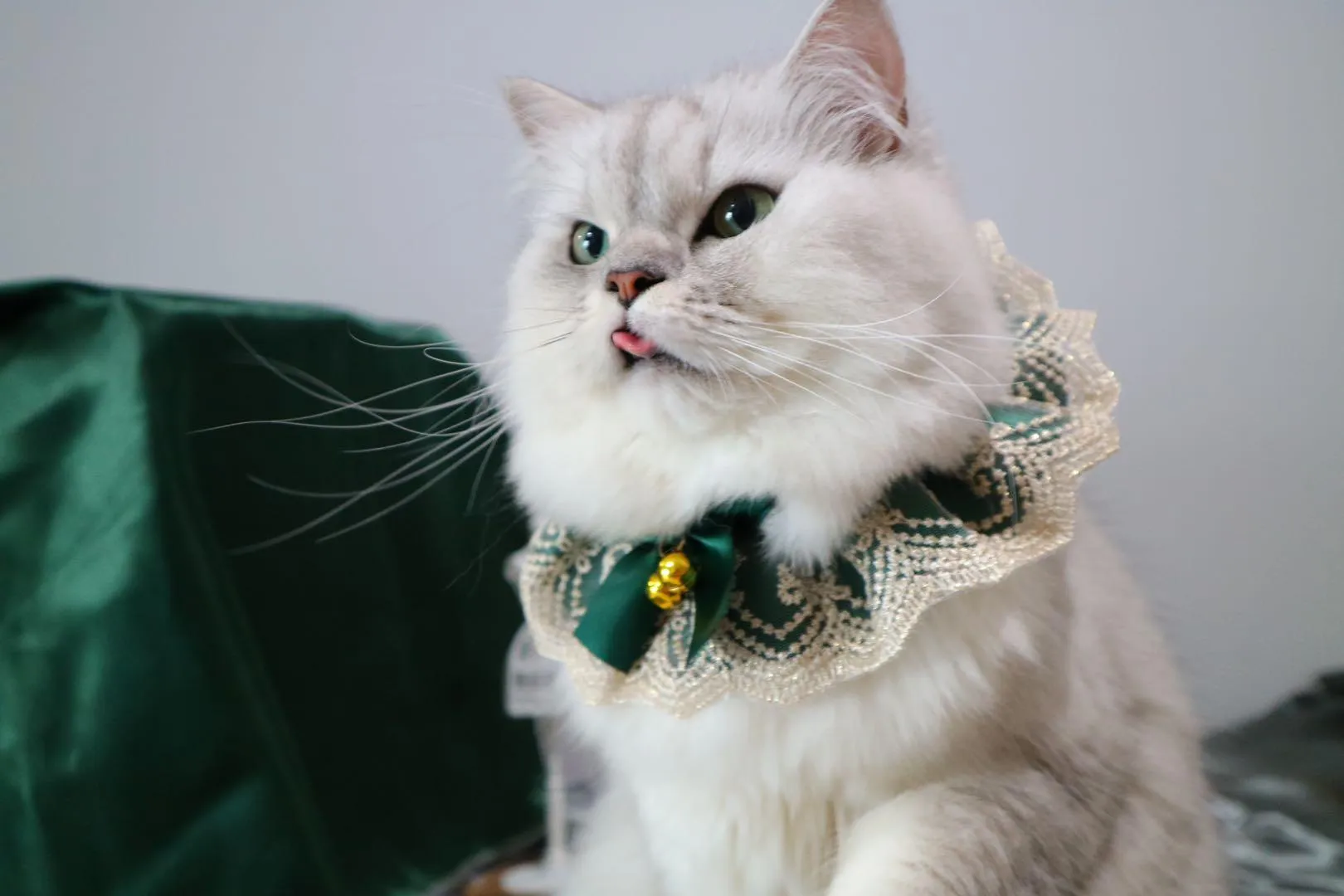 Pet Lace Bandana with adorable bowknot & Bells & Pearl