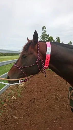 Stallion Collar